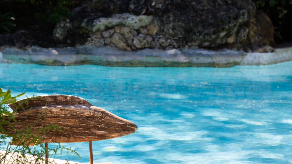 piscine et poisson